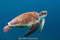 Turtle - taken in Bonaire with a Nikon D300 in a sea and ... by John Harrison 